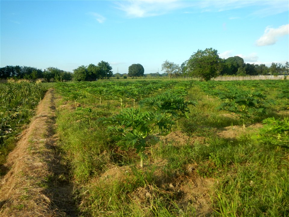 Carica papaya plantations in Angat, Bulacan Trees, grasslands, paddy and vegetable fields in Marungko barangay road, Angat, Bulacan Barangay Marungko  14°56'53"N 121°0'40"E Angat, Bulacan, Bulacan pro