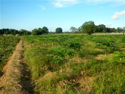 Carica papaya plantations in Angat, Bulacan Trees, grasslands, paddy and vegetable fields in Marungko barangay road, Angat, Bulacan Barangay Marungko  14°56'53"N 121°0'40"E Angat, Bulacan, Bulacan pro