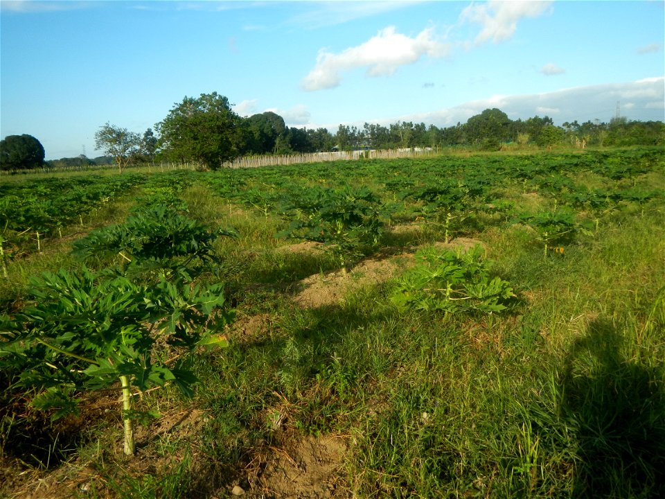 Carica papaya plantations in Angat, Bulacan Trees, grasslands, paddy and vegetable fields in Marungko barangay road, Angat, Bulacan Barangay Marungko  14°56'53"N 121°0'40"E Angat, Bulacan, Bulacan pro