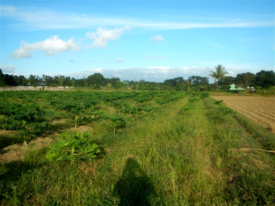 Carica papaya plantations in Angat, Bulacan Trees, grasslands, paddy and vegetable fields in Marungko barangay road, Angat, Bulacan Barangay Marungko  14°56'53"N 121°0'40"E Angat, Bulacan, Bulacan pro