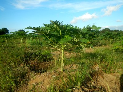 Carica papaya plantations in Angat, Bulacan Trees, grasslands, paddy and vegetable fields in Marungko barangay road, Angat, Bulacan Barangay Marungko  14°56'53"N 121°0'40"E Angat, Bulacan, Bulacan pro