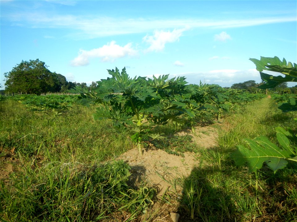 Carica papaya plantations in Angat, Bulacan Trees, grasslands, paddy and vegetable fields in Marungko barangay road, Angat, Bulacan Barangay Marungko  14°56'53"N 121°0'40"E Angat, Bulacan, Bulacan pro
