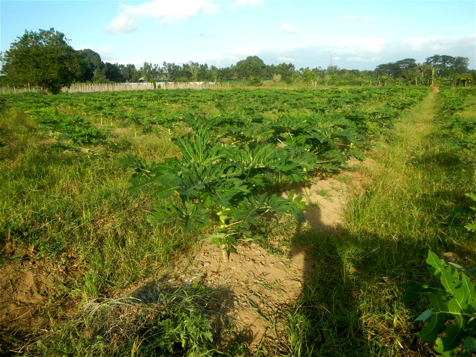 Carica papaya plantations in Angat, Bulacan Trees, grasslands, paddy and vegetable fields in Marungko barangay road, Angat, Bulacan Barangay Marungko  14°56'53"N 121°0'40"E Angat, Bulacan, Bulacan pro