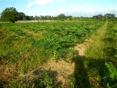 Carica papaya plantations in Angat, Bulacan Trees, grasslands, paddy and vegetable fields in Marungko barangay road, Angat, Bulacan Barangay Marungko  14°56'53"N 121°0'40"E Angat, Bulacan, Bulacan pro