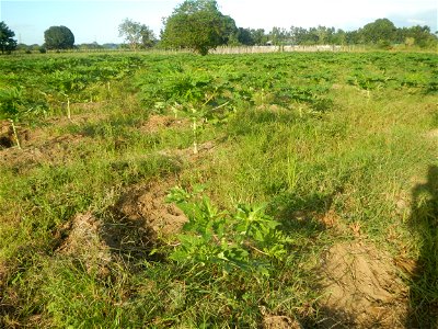 Carica papaya plantations in Angat, Bulacan Trees, grasslands, paddy and vegetable fields in Marungko barangay road, Angat, Bulacan Barangay Marungko  14°56'53"N 121°0'40"E Angat, Bulacan, Bulacan pro
