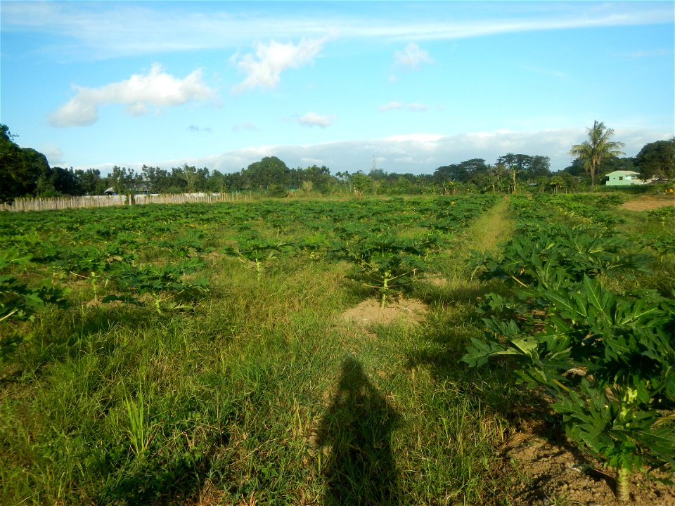 Carica papaya plantations in Angat, Bulacan Trees, grasslands, paddy and vegetable fields in Marungko barangay road, Angat, Bulacan Barangay Marungko  14°56'53"N 121°0'40"E Angat, Bulacan, Bulacan pro