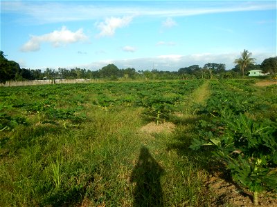 Carica papaya plantations in Angat, Bulacan Trees, grasslands, paddy and vegetable fields in Marungko barangay road, Angat, Bulacan Barangay Marungko  14°56'53"N 121°0'40"E Angat, Bulacan, Bulacan pro