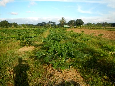 Carica papaya plantations in Angat, Bulacan Trees, grasslands, paddy and vegetable fields in Marungko barangay road, Angat, Bulacan Barangay Marungko  14°56'53"N 121°0'40"E Angat, Bulacan, Bulacan pro