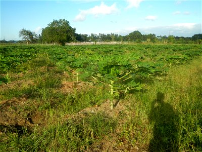 Carica papaya plantations in Angat, Bulacan Trees, grasslands, paddy and vegetable fields in Marungko barangay road, Angat, Bulacan Barangay Marungko  14°56'53"N 121°0'40"E Angat, Bulacan, Bulacan pro