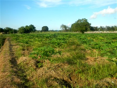 Carica papaya plantations in Angat, Bulacan Trees, grasslands, paddy and vegetable fields in Marungko barangay road, Angat, Bulacan Barangay Marungko  14°56'53"N 121°0'40"E Angat, Bulacan, Bulacan pro