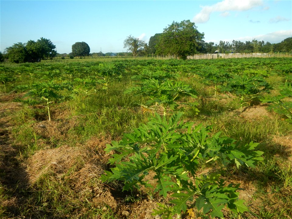 Carica papaya plantations in Angat, Bulacan Trees, grasslands, paddy and vegetable fields in Marungko barangay road, Angat, Bulacan Barangay Marungko  14°56'53"N 121°0'40"E Angat, Bulacan, Bulacan pro