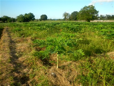 Carica papaya plantations in Angat, Bulacan Trees, grasslands, paddy and vegetable fields in Marungko barangay road, Angat, Bulacan Barangay Marungko  14°56'53"N 121°0'40"E Angat, Bulacan, Bulacan pro