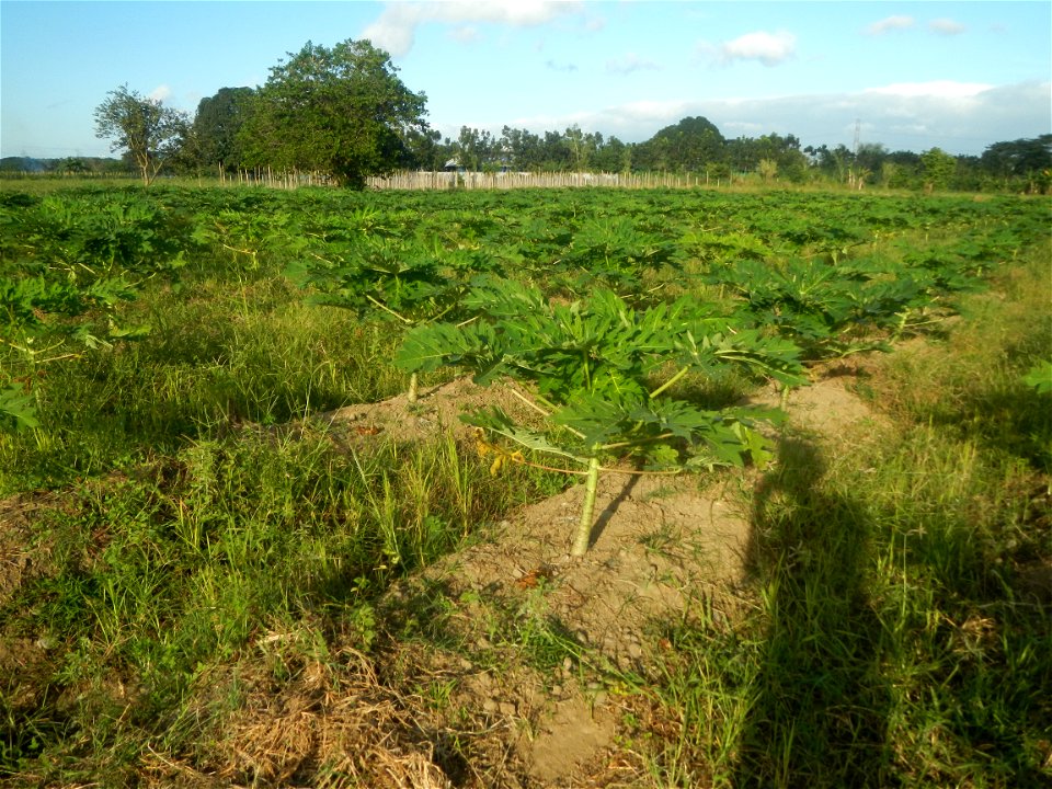 Carica papaya plantations in Angat, Bulacan Trees, grasslands, paddy and vegetable fields in Marungko barangay road, Angat, Bulacan Barangay Marungko  14°56'53"N 121°0'40"E Angat, Bulacan, Bulacan pro