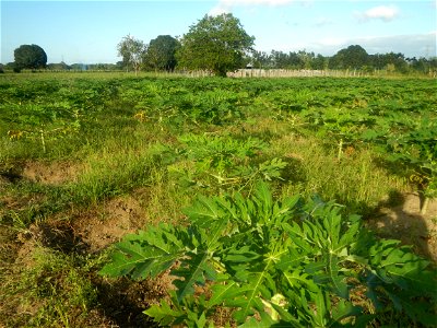 Carica papaya plantations in Angat, Bulacan Trees, grasslands, paddy and vegetable fields in Marungko barangay road, Angat, Bulacan Barangay Marungko  14°56'53"N 121°0'40"E Angat, Bulacan, Bulacan pro