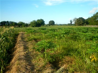 Carica papaya plantations in Angat, Bulacan Trees, grasslands, paddy and vegetable fields in Marungko barangay road, Angat, Bulacan Barangay Marungko  14°56'53"N 121°0'40"E Angat, Bulacan, Bulacan pro