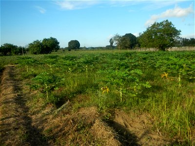 Carica papaya plantations in Angat, Bulacan Trees, grasslands, paddy and vegetable fields in Marungko barangay road, Angat, Bulacan Barangay Marungko  14°56'53"N 121°0'40"E Angat, Bulacan, Bulacan pro