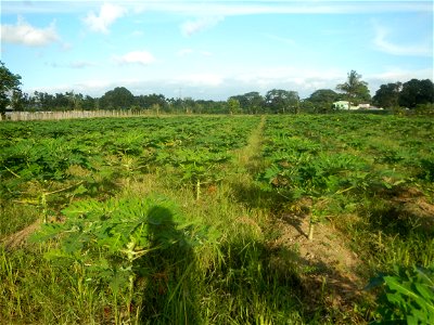 Carica papaya plantations in Angat, Bulacan Trees, grasslands, paddy and vegetable fields in Marungko barangay road, Angat, Bulacan Barangay Marungko  14°56'53"N 121°0'40"E Angat, Bulacan, Bulacan pro