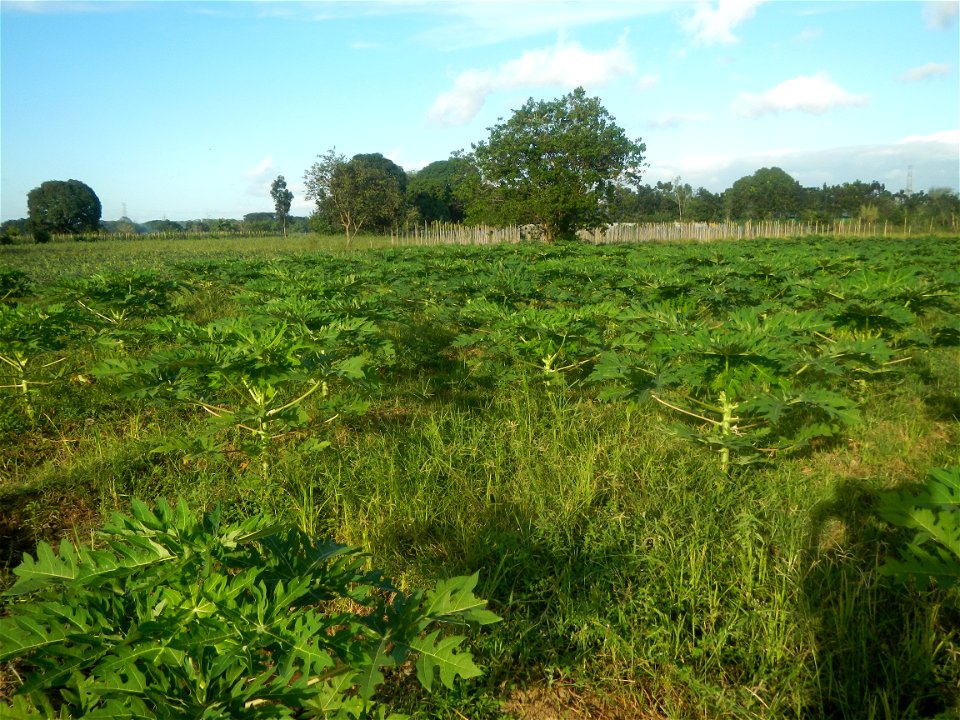 Carica papaya plantations in Angat, Bulacan Trees, grasslands, paddy and vegetable fields in Marungko barangay road, Angat, Bulacan Barangay Marungko  14°56'53"N 121°0'40"E Angat, Bulacan, Bulacan pro