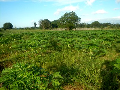 Carica papaya plantations in Angat, Bulacan Trees, grasslands, paddy and vegetable fields in Marungko barangay road, Angat, Bulacan Barangay Marungko  14°56'53"N 121°0'40"E Angat, Bulacan, Bulacan pro