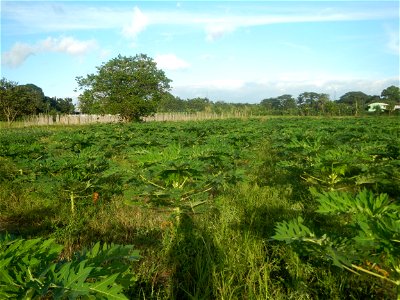 Carica papaya plantations in Angat, Bulacan Trees, grasslands, paddy and vegetable fields in Marungko barangay road, Angat, Bulacan Barangay Marungko  14°56'53"N 121°0'40"E Angat, Bulacan, Bulacan pro