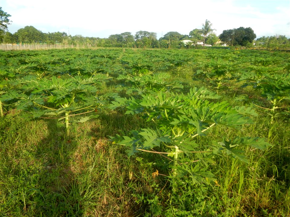 Carica papaya plantations in Angat, Bulacan Trees, grasslands, paddy and vegetable fields in Marungko barangay road, Angat, Bulacan Barangay Marungko  14°56'53"N 121°0'40"E Angat, Bulacan, Bulacan pro