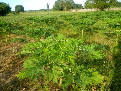 Carica papaya plantations in Angat, Bulacan Trees, grasslands, paddy and vegetable fields in Marungko barangay road, Angat, Bulacan Barangay Marungko  14°56'53"N 121°0'40"E Angat, Bulacan, Bulacan pro