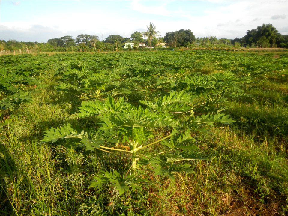 Carica papaya plantations in Angat, Bulacan Trees, grasslands, paddy and vegetable fields in Marungko barangay road, Angat, Bulacan Barangay Marungko  14°56'53"N 121°0'40"E Angat, Bulacan, Bulacan pro