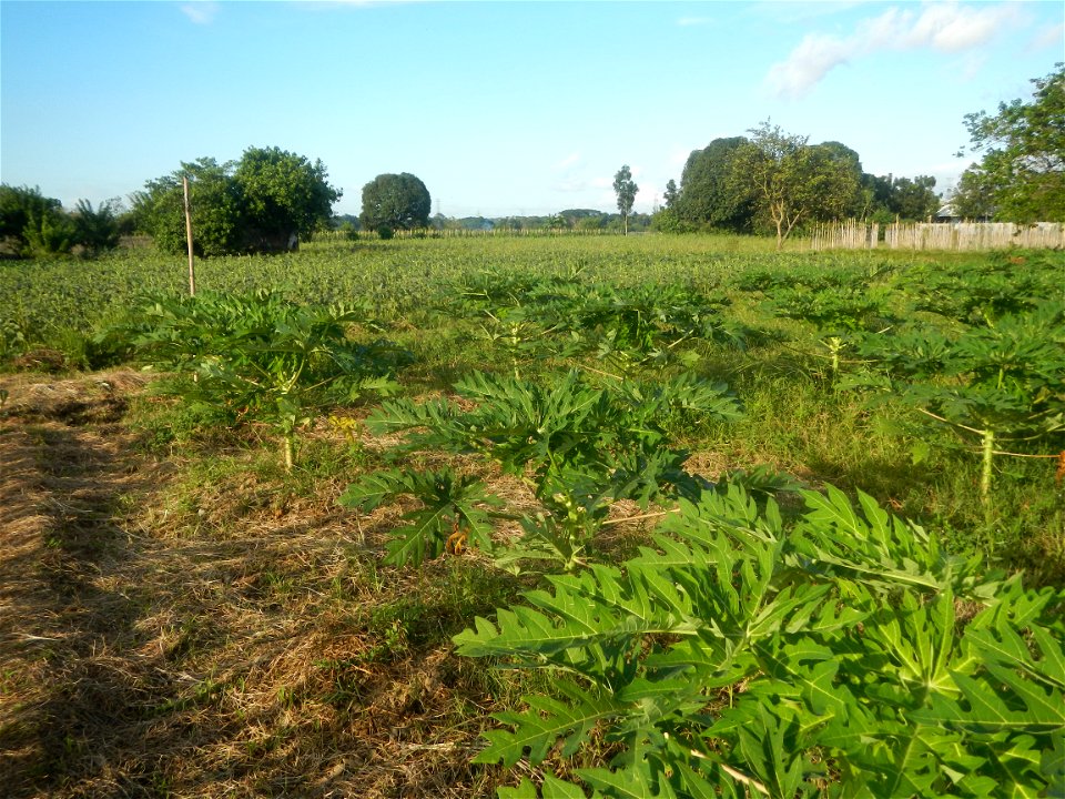 Carica papaya plantations in Angat, Bulacan Trees, grasslands, paddy and vegetable fields in Marungko barangay road, Angat, Bulacan Barangay Marungko  14°56'53"N 121°0'40"E Angat, Bulacan, Bulacan pro