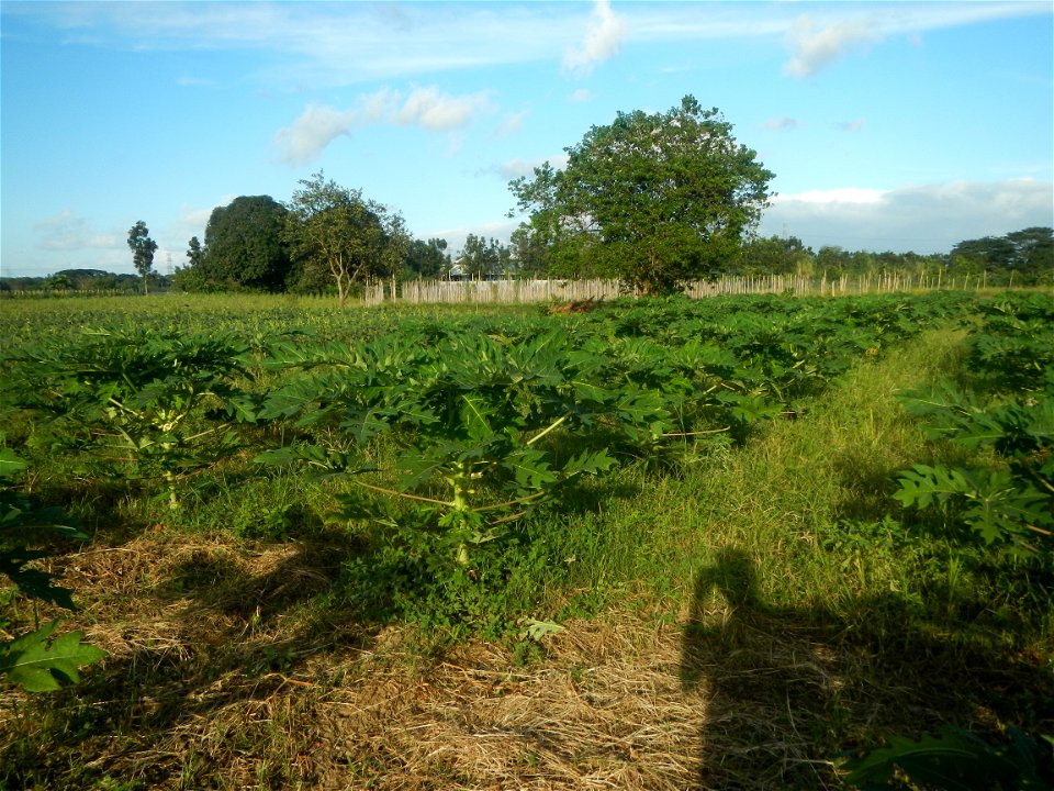 Carica papaya plantations in Angat, Bulacan Trees, grasslands, paddy and vegetable fields in Marungko barangay road, Angat, Bulacan Barangay Marungko  14°56'53"N 121°0'40"E Angat, Bulacan, Bulacan pro