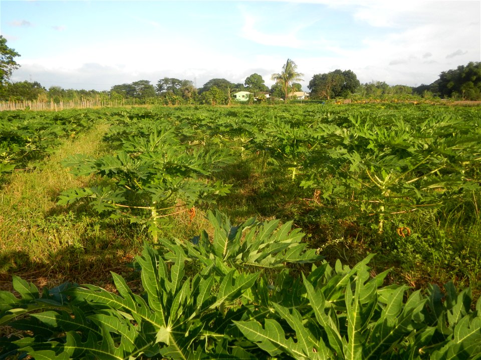 Carica papaya plantations in Angat, Bulacan Trees, grasslands, paddy and vegetable fields in Marungko barangay road, Angat, Bulacan Barangay Marungko  14°56'53"N 121°0'40"E Angat, Bulacan, Bulacan pro