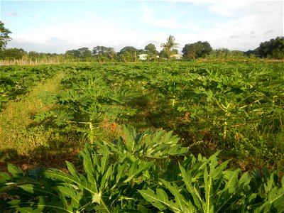 Carica papaya plantations in Angat, Bulacan Trees, grasslands, paddy and vegetable fields in Marungko barangay road, Angat, Bulacan Barangay Marungko 14°56'53"N 121°0'40"E Angat, Bulacan, Bulacan pro photo