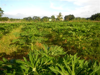 Carica papaya plantations in Angat, Bulacan Trees, grasslands, paddy and vegetable fields in Marungko barangay road, Angat, Bulacan Barangay Marungko  14°56'53"N 121°0'40"E Angat, Bulacan, Bulacan pro