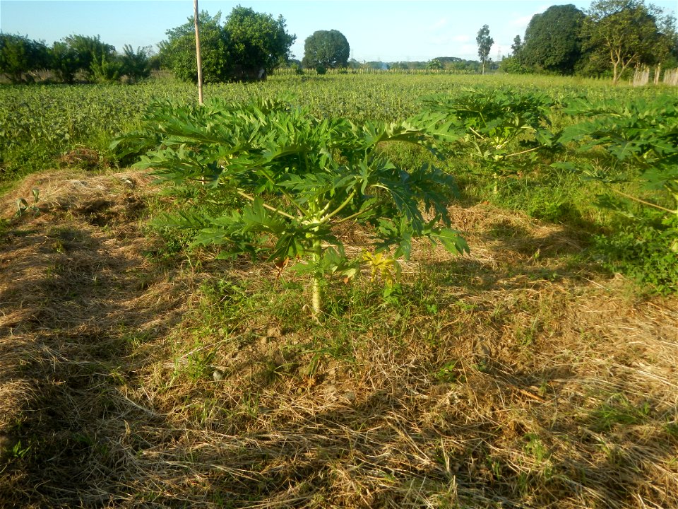 Carica papaya plantations in Angat, Bulacan Trees, grasslands, paddy and vegetable fields in Marungko barangay road, Angat, Bulacan Barangay Marungko  14°56'53"N 121°0'40"E Angat, Bulacan, Bulacan pro
