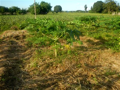 Carica papaya plantations in Angat, Bulacan Trees, grasslands, paddy and vegetable fields in Marungko barangay road, Angat, Bulacan Barangay Marungko  14°56'53"N 121°0'40"E Angat, Bulacan, Bulacan pro
