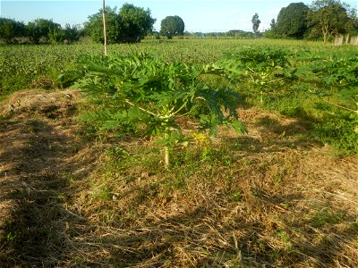 Carica papaya plantations in Angat, Bulacan Trees, grasslands, paddy and vegetable fields in Marungko barangay road, Angat, Bulacan Barangay Marungko 14°56'53"N 121°0'40"E Angat, Bulacan, Bulacan pro photo