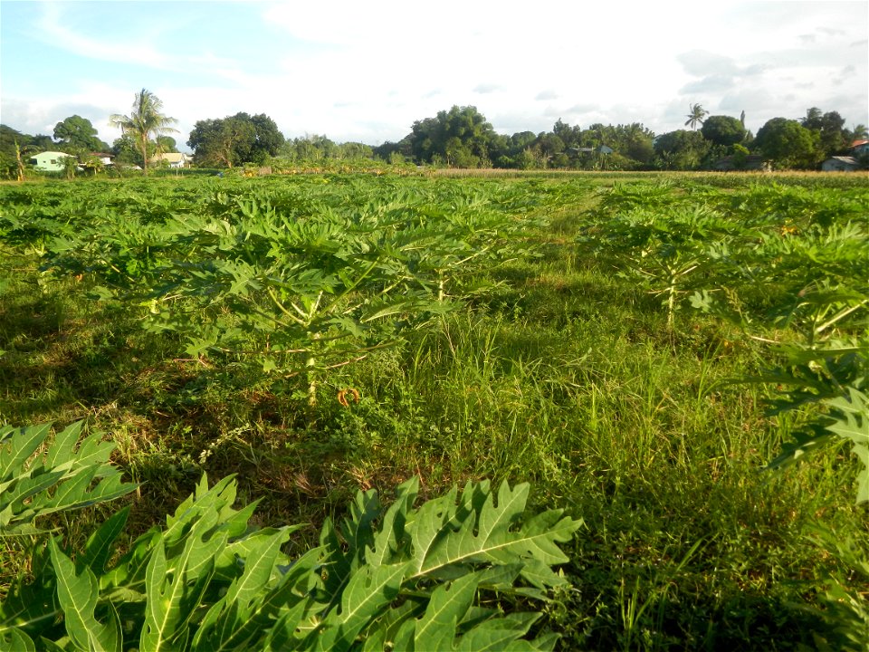 Carica papaya plantations in Angat, Bulacan Trees, grasslands, paddy and vegetable fields in Marungko barangay road, Angat, Bulacan Barangay Marungko  14°56'53"N 121°0'40"E Angat, Bulacan, Bulacan pro