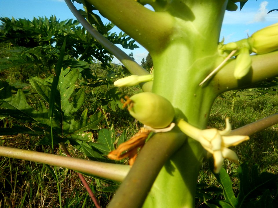 Carica papaya plantations in Angat, Bulacan Trees, grasslands, paddy and vegetable fields in Marungko barangay road, Angat, Bulacan Barangay Marungko  14°56'53"N 121°0'40"E Angat, Bulacan, Bulacan pro