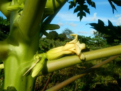 Carica papaya plantations in Angat, Bulacan Trees, grasslands, paddy and vegetable fields in Marungko barangay road, Angat, Bulacan Barangay Marungko  14°56'53"N 121°0'40"E Angat, Bulacan, Bulacan pro