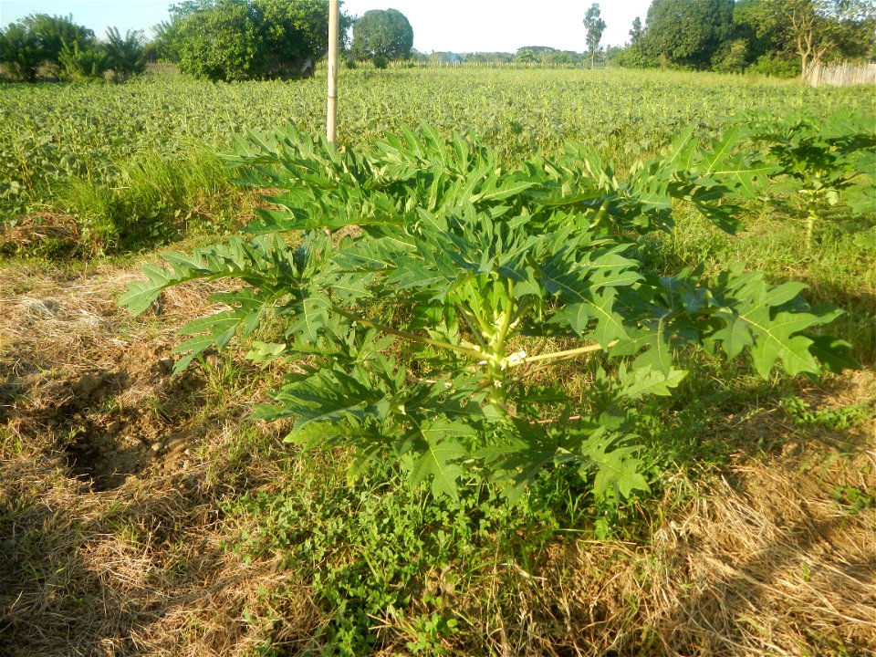 Carica papaya plantations in Angat, Bulacan Trees, grasslands, paddy and vegetable fields in Marungko barangay road, Angat, Bulacan Barangay Marungko  14°56'53"N 121°0'40"E Angat, Bulacan, Bulacan pro