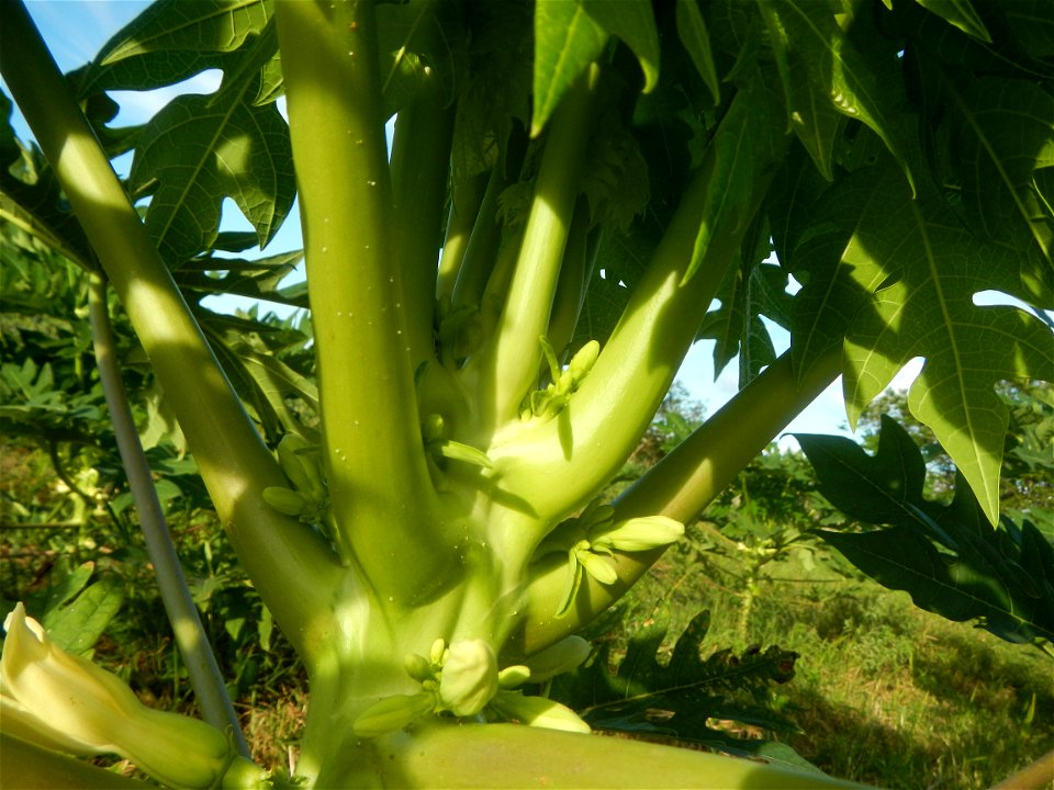 Carica papaya plantations in Angat, Bulacan Trees, grasslands, paddy and vegetable fields in Marungko barangay road, Angat, Bulacan Barangay Marungko  14°56'53"N 121°0'40"E Angat, Bulacan, Bulacan pro
