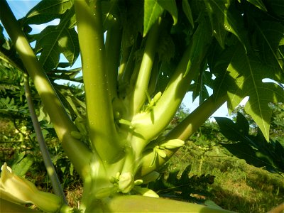 Carica papaya plantations in Angat, Bulacan Trees, grasslands, paddy and vegetable fields in Marungko barangay road, Angat, Bulacan Barangay Marungko  14°56'53"N 121°0'40"E Angat, Bulacan, Bulacan pro