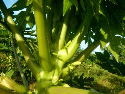 Carica papaya plantations in Angat, Bulacan Trees, grasslands, paddy and vegetable fields in Marungko barangay road, Angat, Bulacan Barangay Marungko 14°56'53"N 121°0'40"E Angat, Bulacan, Bulacan pro photo