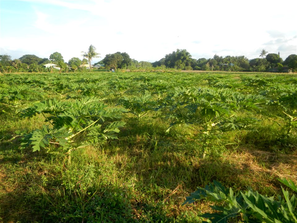 Carica papaya plantations in Angat, Bulacan Trees, grasslands, paddy and vegetable fields in Marungko barangay road, Angat, Bulacan Barangay Marungko  14°56'53"N 121°0'40"E Angat, Bulacan, Bulacan pro