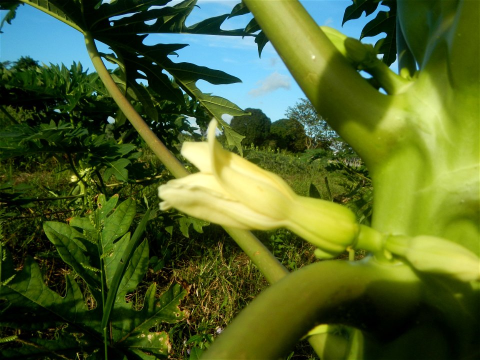 Carica papaya plantations in Angat, Bulacan Trees, grasslands, paddy and vegetable fields in Marungko barangay road, Angat, Bulacan Barangay Marungko  14°56'53"N 121°0'40"E Angat, Bulacan, Bulacan pro