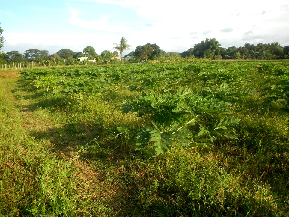 Carica papaya plantations in Angat, Bulacan Trees, grasslands, paddy and vegetable fields in Marungko barangay road, Angat, Bulacan Barangay Marungko  14°56'53"N 121°0'40"E Angat, Bulacan, Bulacan pro