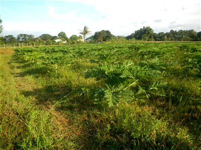 Carica papaya plantations in Angat, Bulacan Trees, grasslands, paddy and vegetable fields in Marungko barangay road, Angat, Bulacan Barangay Marungko  14°56'53"N 121°0'40"E Angat, Bulacan, Bulacan pro
