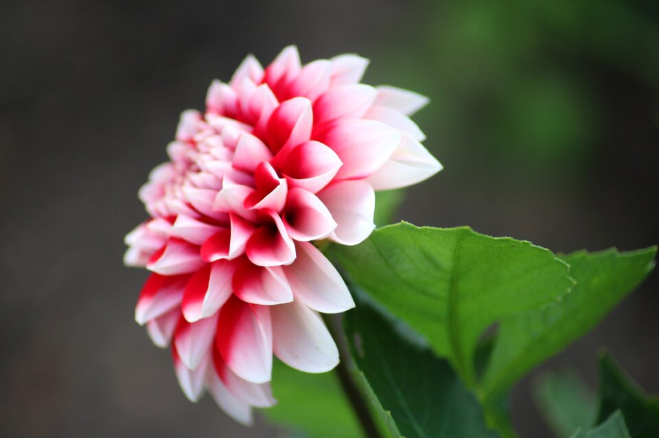 Figure garden pink
