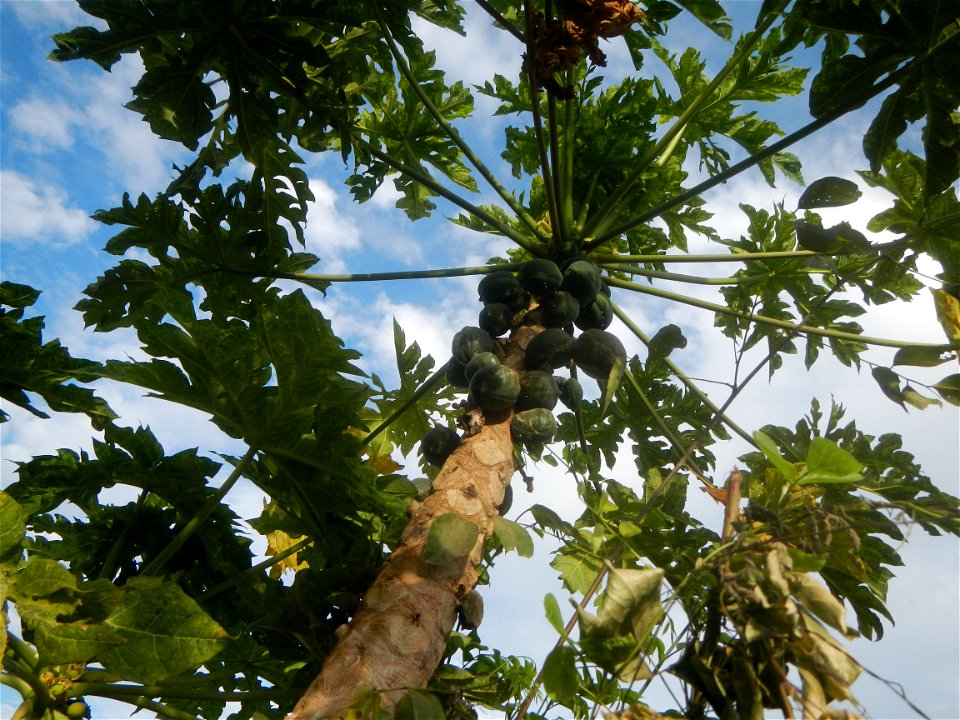 Carica papaya in the Philippines