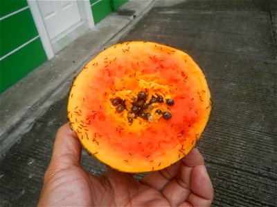 Ants of the Philippines eating carica papaya fruit photo