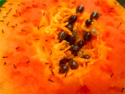 Ants of the Philippines eating carica papaya fruit photo